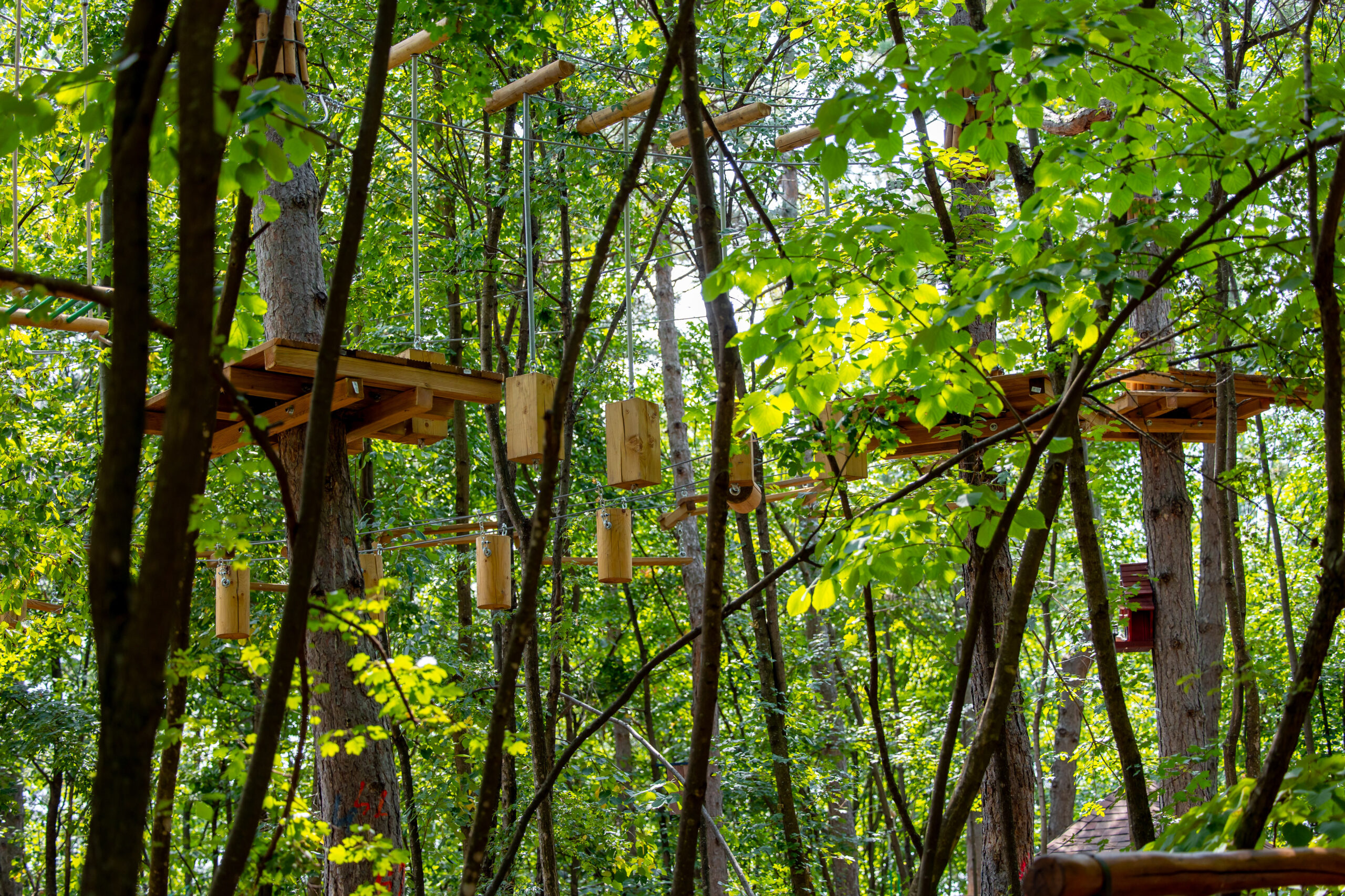Magic Woodland