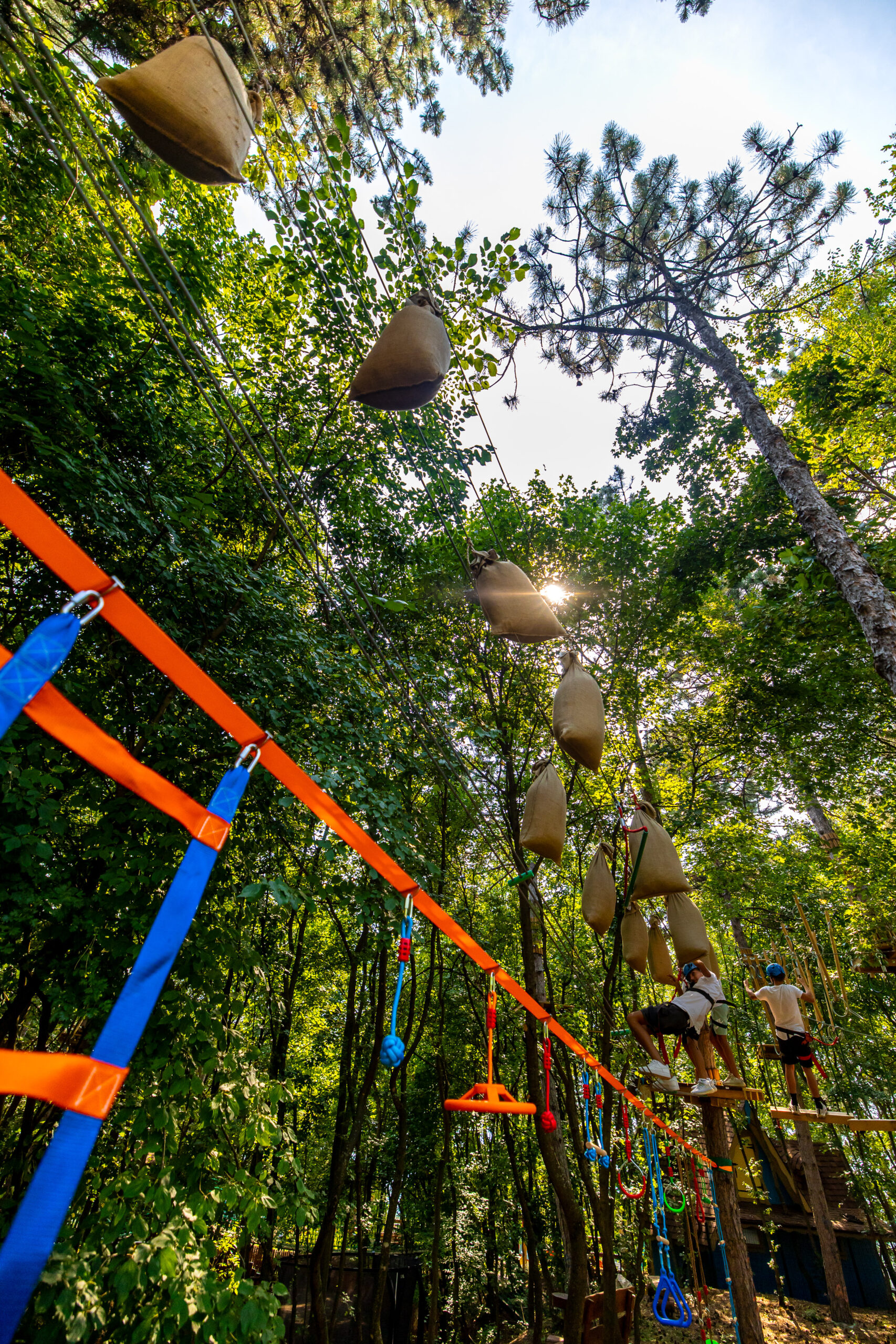 Magic Woodland